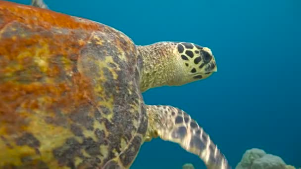 Fascinerande undervattens dykning med havssköldpaddor karettsköldpaddan på revet maldiviska skärgård. — Stockvideo