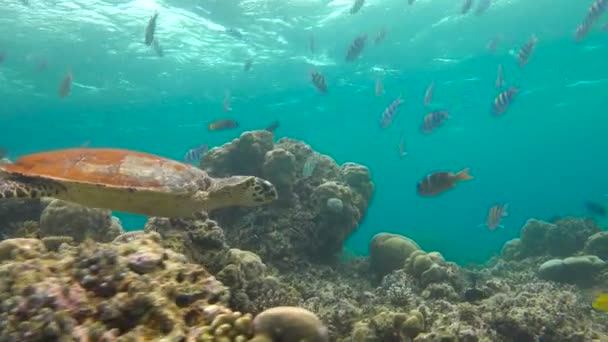 Fascinante buceo submarino con tortugas marinas tortuga carey en el arrecife del archipiélago de las Maldivas . — Vídeo de stock