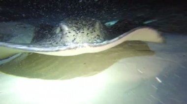Heyecan verici gece köpekbalıkları ve stingrays ile dalış. Maldivler.