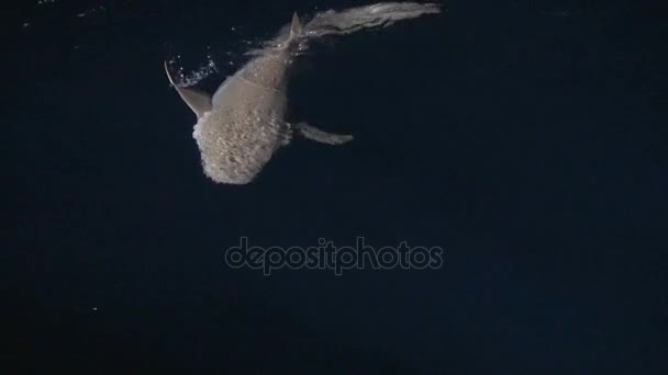 상어는 그들의 다이빙 보트 밤낮 동행. 몰디브 군도의 섬 흥미로운 다이빙 사파리 여행. — 비디오