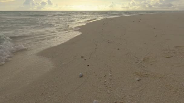 Краб-отшельник, ползающий вдоль берега одного из необитаемых островов Мальдивского архипелага . — стоковое видео