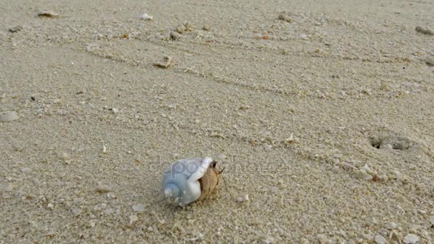 Caranguejo eremita rastejando ao longo da costa de uma das ilhas desabitadas do arquipélago das Maldivas . — Vídeo de Stock
