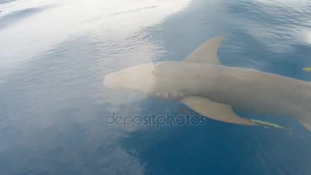 サメは昼と夜のダイビング ボートを同行します。モルディブ諸島の島々 にエキサイティングなダイビング サファリ旅行. — ストック動画