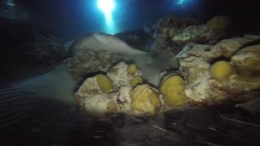 Heyecan verici gece köpekbalıkları ve stingrays ile dalış. Maldivler.