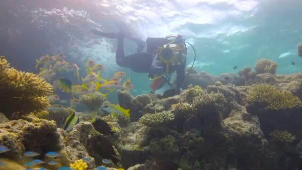 El videógrafo submarino dispara a una bandada de peces tropicales. Emocionante buceo submarino en los arrecifes del archipiélago de las Maldivas . — Vídeo de stock