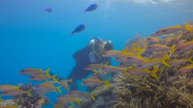 Sualtı kameramanı tropikal balık sürüsü vuruyor. Sualtı dalış Maldivler adalar resifleri heyecan verici.