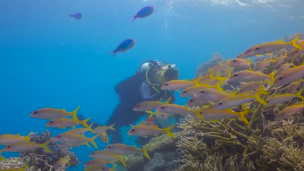 Underwater videographer shoots a flock of tropical fish. Exciting underwater diving in the reefs of the Maldives archipelago. — Stock Video