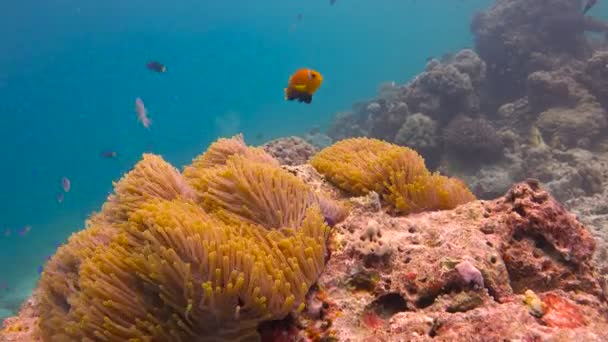 Simbiosis de peces payaso y anémonas. Emocionante buceo submarino en los arrecifes del archipiélago de las Maldivas . — Vídeo de stock