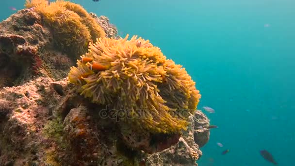 Simbiosis de peces payaso y anémonas. Emocionante buceo submarino en los arrecifes del archipiélago de las Maldivas . — Vídeo de stock