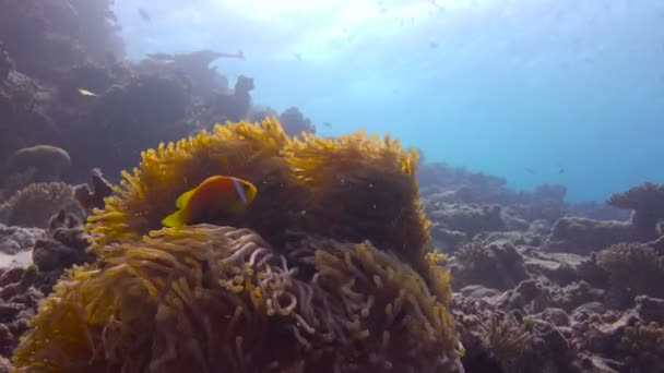 Simbiose de peixes palhaços e anêmonas. Mergulho subaquático emocionante nos recifes do arquipélago das Maldivas . — Vídeo de Stock