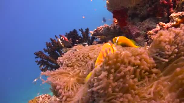 Simbiose de peixes palhaços e anêmonas. Mergulho subaquático emocionante nos recifes do arquipélago das Maldivas . — Vídeo de Stock