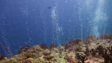 Havai fişek dalıcının kabarcıklar. Sualtı dalış Maldivler adalar resifleri heyecan verici.