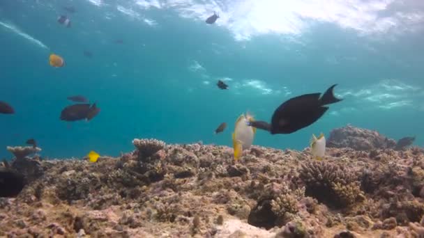 美しいサンゴ礁。モルディブ諸島のサンゴ礁でエキサイティングな水中ダイビング. — ストック動画