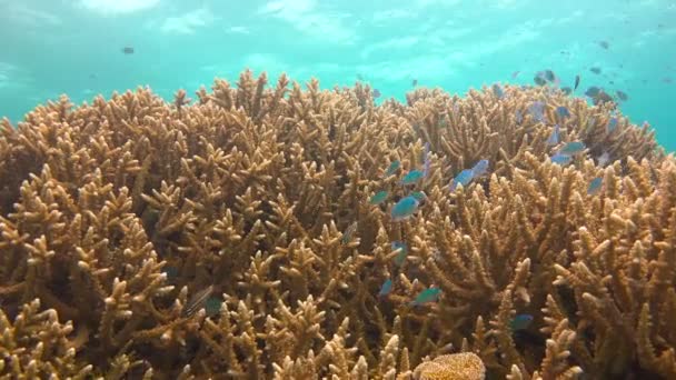 Beau récif corallien. Plongée sous-marine passionnante dans les récifs de l'archipel des Maldives . — Video