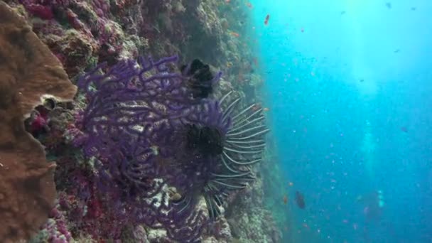 Lírio marinho. Mergulho subaquático emocionante nos recifes do arquipélago das Maldivas . — Vídeo de Stock