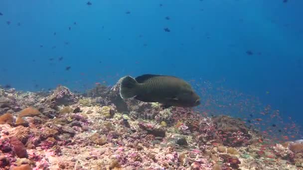 Наполеоновы рыбы. Захватывающее подводное плавание на рифах Мальдивского архипелага . — стоковое видео