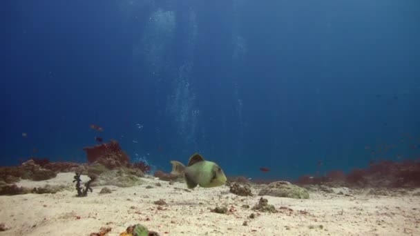 Titán triggerfish. Emocionante buceo submarino en los arrecifes del archipiélago de las Maldivas . — Vídeo de stock