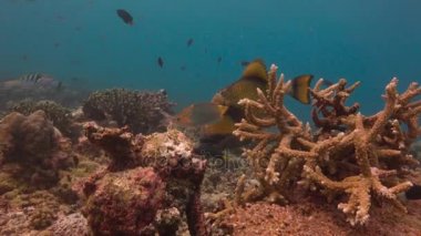 Titan triggerfish. Sualtı dalış Maldivler adalar resifleri heyecan verici.