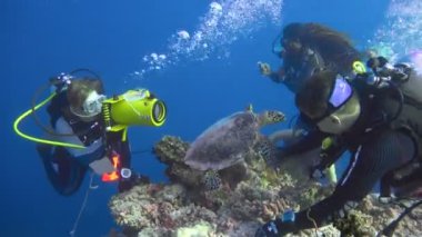 Büyüleyici sualtı Deniz kaplumbağaları Hawksbill ile dalış. Maldivler.