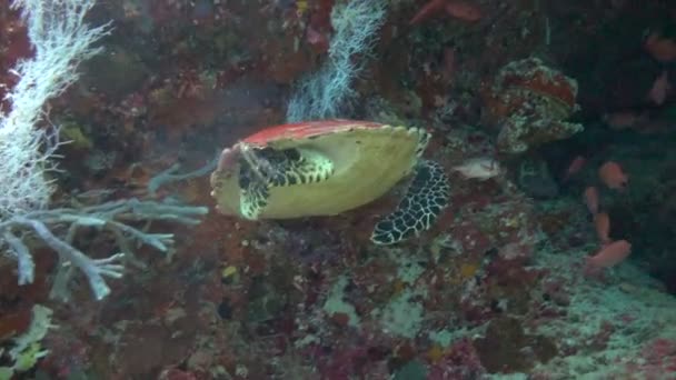 Fascinující podmořské potápění s mořské želvy Hawksbill. Maledivy. — Stock video