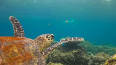 Büyüleyici sualtı Deniz kaplumbağaları Hawksbill ile dalış. Maldivler.