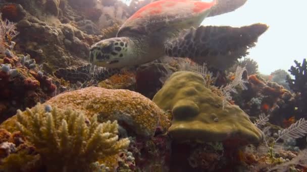 Fascinating underwater diving with sea turtles Hawksbill. Maldives. — Stock Video