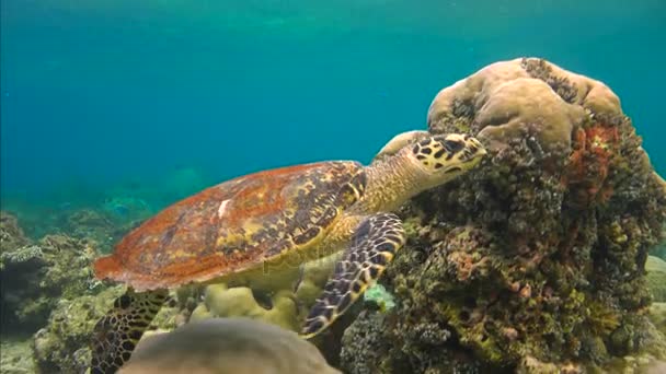 Захватывающее подводное плавание с морскими черепахами Ястребиным клювом. Мальдивы . — стоковое видео