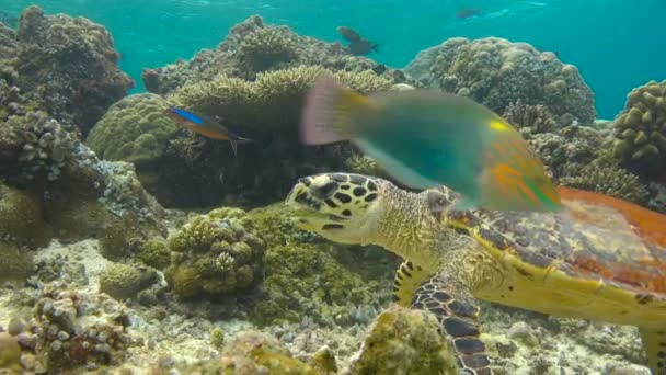 Fascinating underwater diving with sea turtles Hawksbill. Maldives. — Stock Video