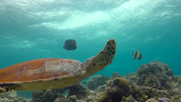 Захватывающее подводное плавание с морскими черепахами Ястребиным клювом. Мальдивы . — стоковое видео