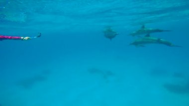 Çiftleşme yunuslar. Heyecan verici scuba diving Mısır yakınlarında Kızıldeniz.
