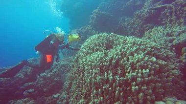 Sualtı kameramanı ahtapot vuruyor. Heyecan verici scuba diving Mısır yakınlarında Kızıldeniz.