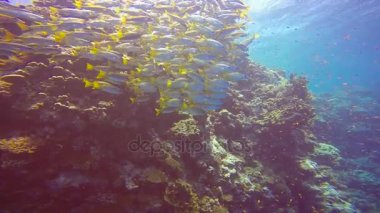  Balıklara balık renkli bir sürü Elphinstone kayalıkta. Heyecan verici scuba diving Mısır yakınlarında Kızıldeniz.