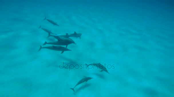 Temporada de apareamiento de delfines. Emocionante buceo en el Mar Rojo cerca de Egipto . — Vídeo de stock