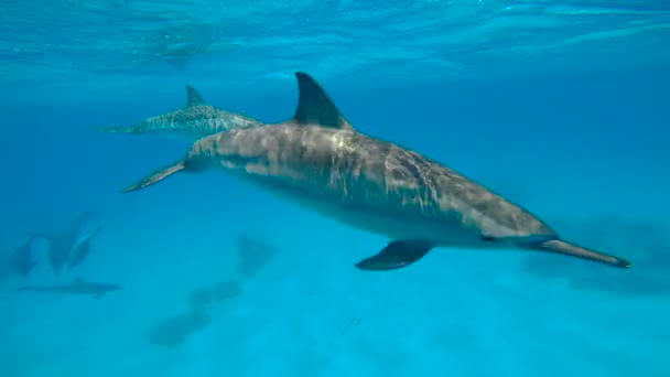 Temporada de apareamiento de delfines. Emocionante buceo en el Mar Rojo cerca de Egipto . — Vídeos de Stock