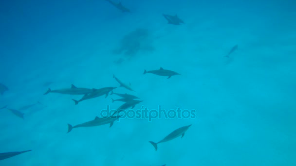 Stagione degli amori dei delfini. Emozionanti immersioni nel Mar Rosso vicino all'Egitto . — Video Stock