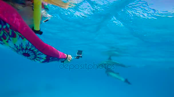 Delfíni Doba páření. Vzrušující potápění v Rudém moři v Egyptě. — Stock video