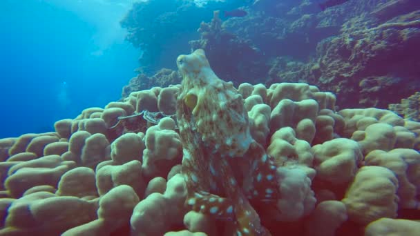 Bir ahtapot hızlı bir şekilde renk, şekil ve vücut yapısı değiştirir. Heyecan verici scuba diving Mısır yakınlarında Kızıldeniz. — Stok video