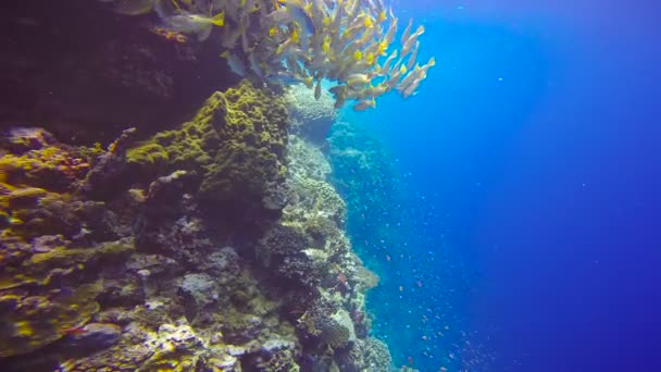 Um rebanho colorido de snappers peixes no recife de Elphinstone. Mergulho emocionante no Mar Vermelho perto do Egito . — Vídeo de Stock