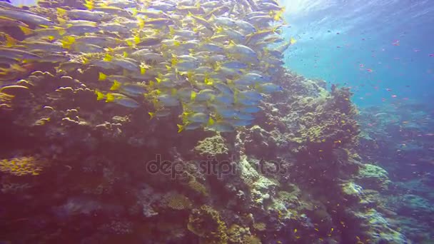 Balıklara balık renkli bir sürü Elphinstone kayalıkta. Heyecan verici scuba diving Mısır yakınlarında Kızıldeniz. — Stok video