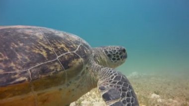 Yeşil Kaplumbağa alt kısmında otlatma. Heyecan verici scuba diving Mısır yakınlarında Kızıldeniz.