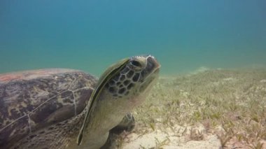 Yeşil Kaplumbağa alt kısmında otlatma. Heyecan verici scuba diving Mısır yakınlarında Kızıldeniz.