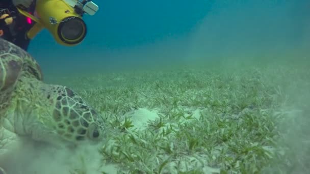 Grazing en el fondo de la tortuga verde. Emocionante buceo en el Mar Rojo cerca de Egipto . — Vídeos de Stock