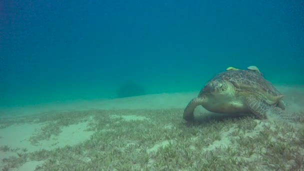 녹색 거북의 하단에 방목. 이집트 근처 홍 해에서 스쿠버 다이빙을 흥미로운. — 비디오