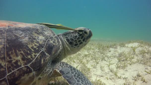 Grazing en el fondo de la tortuga verde. Emocionante buceo en el Mar Rojo cerca de Egipto . — Vídeo de stock