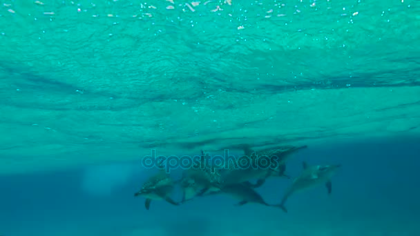海豚交配季节。令人兴奋的水肺潜水，在靠近埃及红海. — 图库视频影像