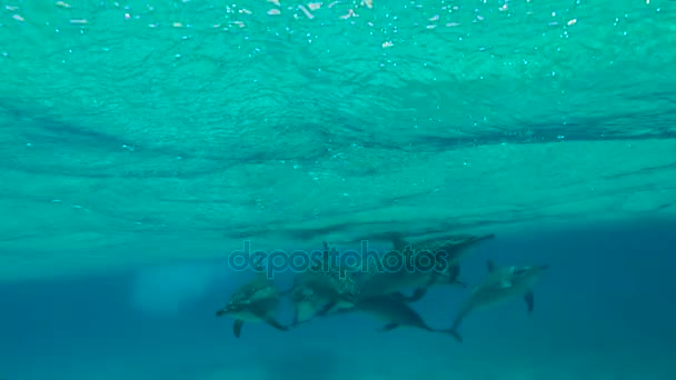 Stagione degli amori dei delfini. Emozionanti immersioni nel Mar Rosso vicino all'Egitto . — Video Stock