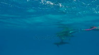 Çiftleşme yunuslar. Heyecan verici scuba diving Mısır yakınlarında Kızıldeniz.