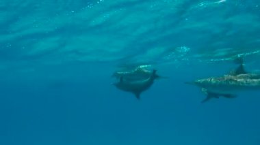 Çiftleşme yunuslar. Heyecan verici scuba diving Mısır yakınlarında Kızıldeniz.