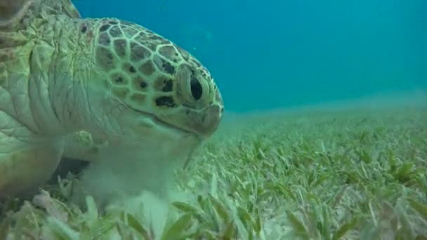Grazing en el fondo de la tortuga verde. Emocionante buceo en el Mar Rojo cerca de Egipto . — Vídeos de Stock