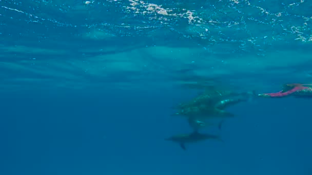 Delfíni Doba páření. Vzrušující potápění v Rudém moři v Egyptě. — Stock video